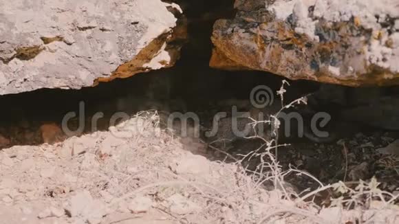 美丽的特写镜头野生灰松鼠在大石头下挖掘地面试图隐藏食物环顾四周视频的预览图