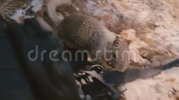 惊人的特写镜头可爱的野生灰松鼠爬行非常接近一个背包在阳光明媚的秋天公园地面视频的预览图