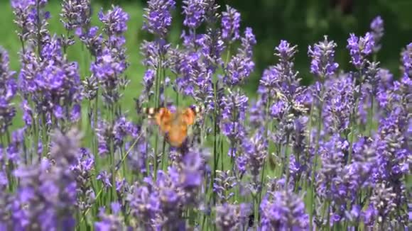 蝴蝶飞过薰衣草的花朵视频的预览图