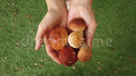 森林白色蘑菇在手中视频的预览图