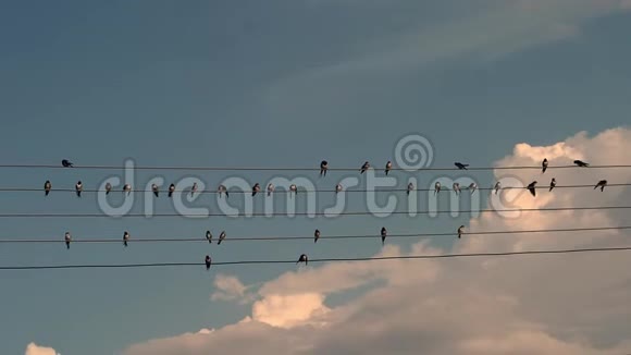 鸟儿坐在电线上叽叽喳喳视频的预览图