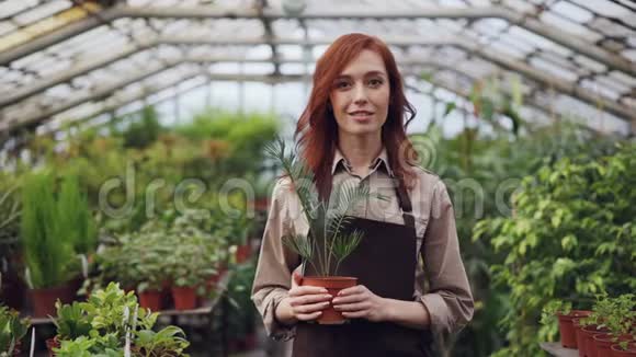 穿着围裙的漂亮红发女园丁站在大温室里拿着盆栽植物的画像视频的预览图