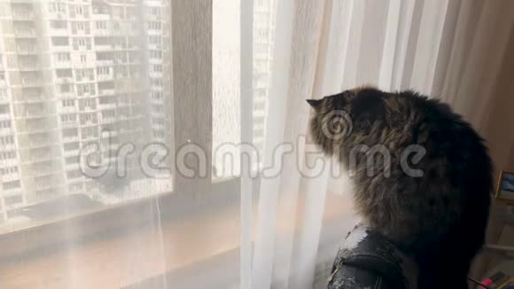 美丽的成年猫看着窗外的鸽子视频的预览图