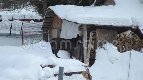 狗站在俄罗斯村庄的雪地上视频的预览图