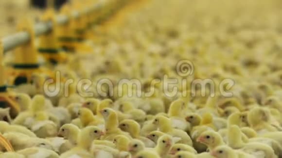 黄色小鸡在农场和农民的背景下觅食视频的预览图