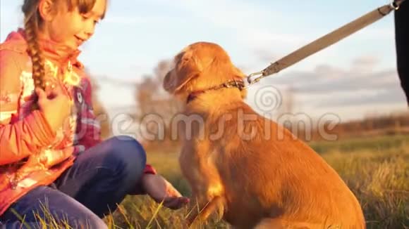 狗执行命令给主人爪子女孩和狗一起散步视频的预览图