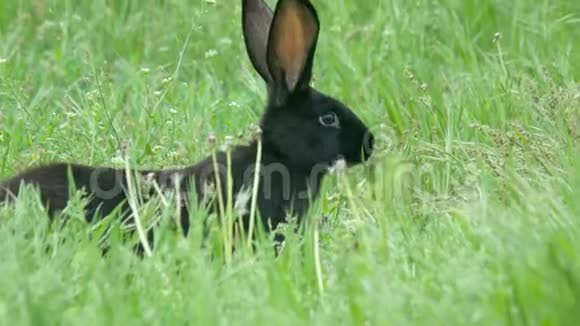 一只兔子偷偷溜进绿草地里视频的预览图
