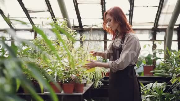 围裙上漂亮的年轻女子拿着水壶在温室里给绿色植物浇水小花视频的预览图