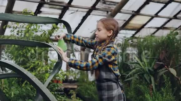 浓缩的小女孩正在温室内用喷雾冲洗大型常绿植物的叶子家庭事务视频的预览图