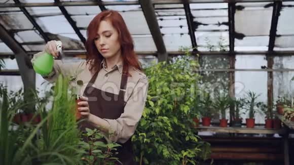 漂亮的红发女人正在宽敞的温室里喷洒植物和检查幼苗职业不断增长视频的预览图