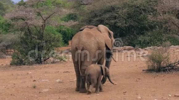 非洲大象带着婴儿向后站立在草原视频的预览图