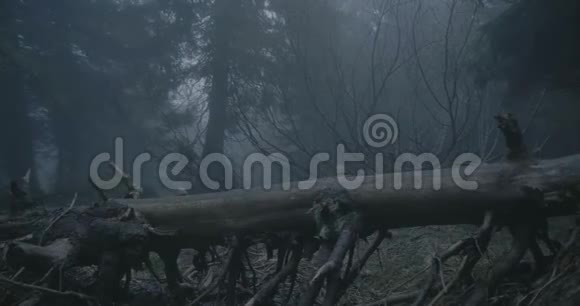 落下来的树弯曲的树枝在黑暗的森林里的喀尔巴阡山脉在斯洛文尼亚视频的预览图