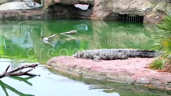鳄鱼正在湖岸上休息它周围是一个大湖和水中干燥的树木视频的预览图