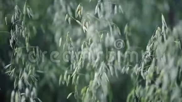 成熟大麦在田间生长的冰黄色视频的预览图