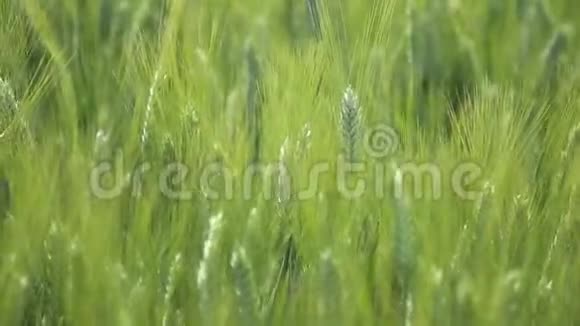 绿色的麦秆在风中飘扬天然麦田美丽的自然麦田视频的预览图
