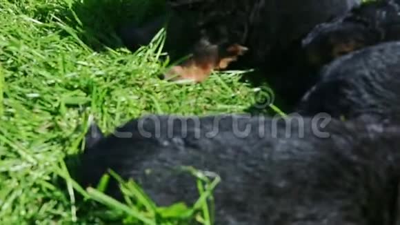 德国牧羊犬在绿草中休息的特写全景视频的预览图