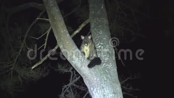 澳大利亚刷尾负鼠在一棵树上视频的预览图