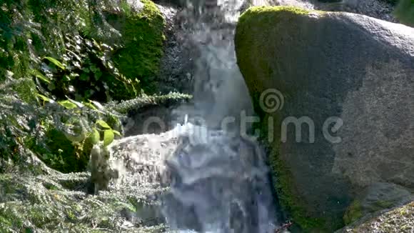 有苔藓岩石和针叶树的小瀑布的特写镜头视频的预览图
