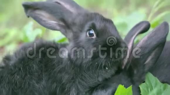两只黑兔在大风中互相拥抱的镜头视频的预览图