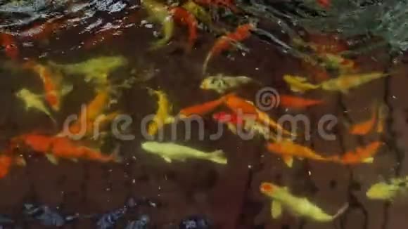 锦鲤鱼花鲤鱼在池塘里游泳视频的预览图
