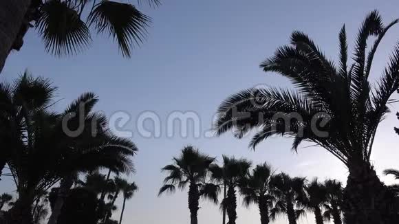 夏日夕阳天空下棕榈的剪影视频的预览图