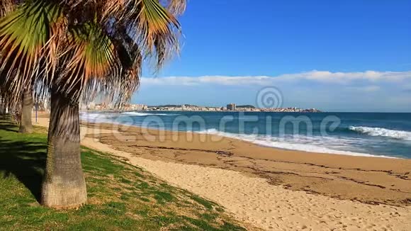 美丽的棕榈树在阳光明媚的一天在西班牙科斯塔布拉瓦海滩圣安东尼德卡隆盖视频的预览图