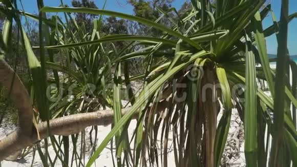 白哈文天堂海滩在澳大利亚夏季淘拍视频的预览图