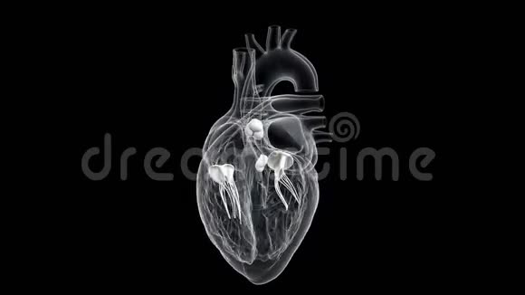 心脏瓣膜视频的预览图