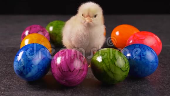 黄色的新生小鸡在五颜六色的彩蛋中视频的预览图