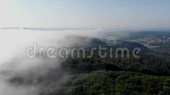 雾正向年轻的森林逼近视频的预览图