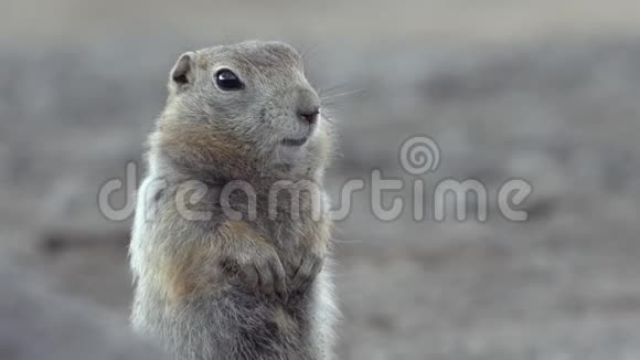北极地松鼠的肖像松鼠类啮齿动物可爱好奇的野生动物视频的预览图