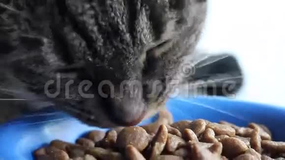 猫吃特写视频的预览图