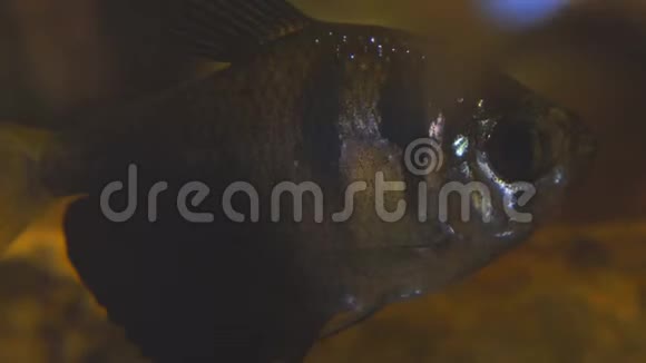 水族馆里的热带鱼黑色裙子视频的预览图
