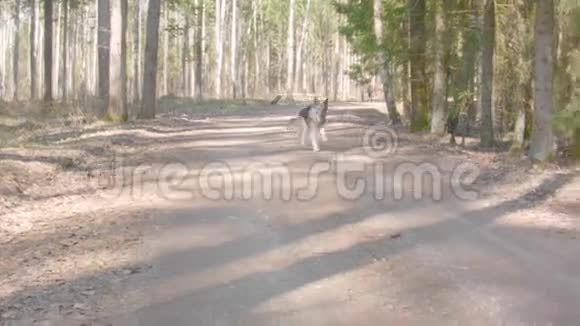 在森林里奔跑的狗视频的预览图