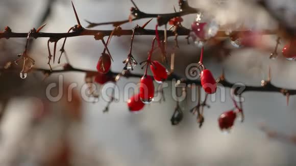 成熟的红莓系列第一场雪缓慢融化视频的预览图