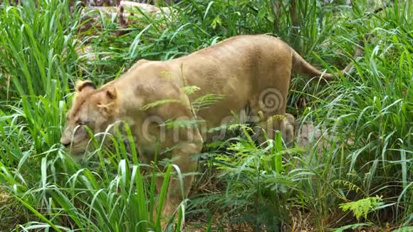 雌性狮子吃草视频的预览图