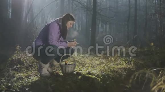 年轻女子在森林里采集草药视频的预览图