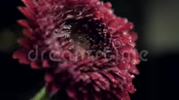 近景摇动的红菊和水滴视频的预览图