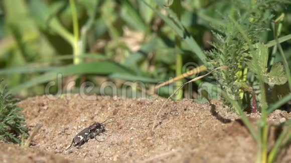 快速起飞的北沙丘虎甲虫Cicindela杂种慢动作视频的预览图