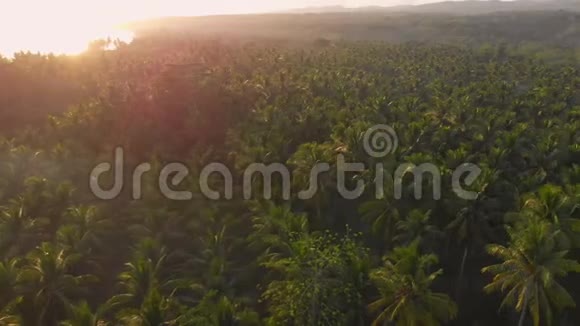 在巴厘岛用椰子棕榈从无人驾驶飞机上看到热带景色日出时的鸟瞰视频的预览图