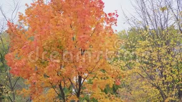 秋天的风景枫叶在风中摇曳视频的预览图