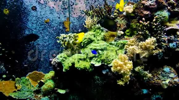 海洋水下海洋环境与海洋水族馆中的黄唐鱼视频的预览图