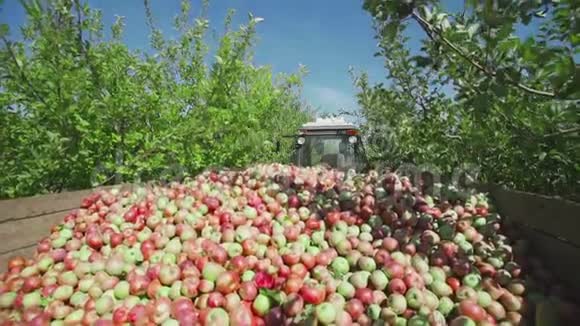 拖拉机运送装满苹果水果的木制容器视频的预览图