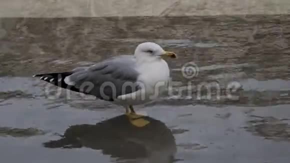 一只美丽的大海鸥站在海风的水面上视频的预览图