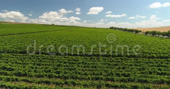 葡萄园排在农村的农田上美丽的农业景观空中无人机视野视频的预览图