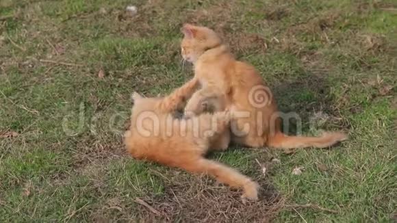 夏天绿草中的猫美丽的红猫黄眼睛视频的预览图