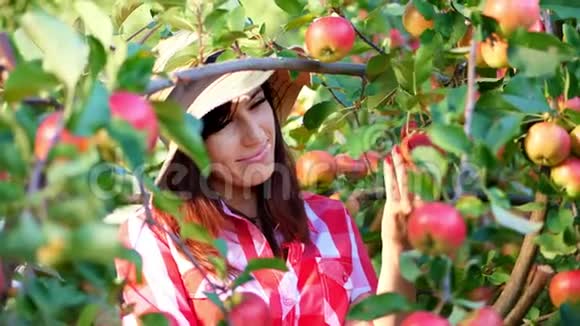 特写女农民或农学家戴着帽子在晴朗的秋日在果园里摘苹果的肖像视频的预览图