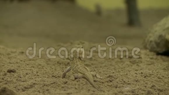 户外沙滩上的小蜥蜴视频的预览图