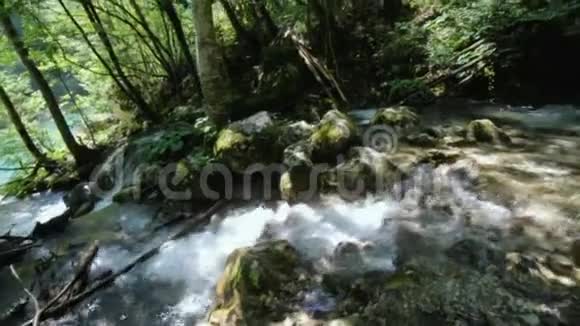 美丽的大自然白色的山河急流流过茂盛的绿色森林落在苔藓上视频的预览图