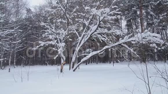 多云天冬季公园降雪视频的预览图